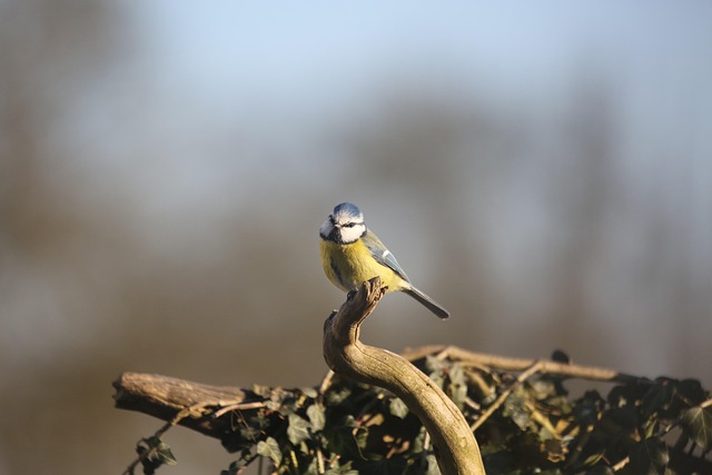 Master Pigeon-Proof Bird Feeders: Design &amp; Natural Control