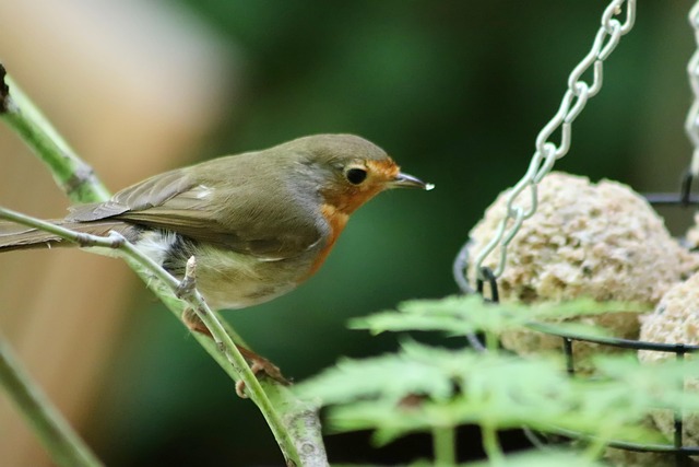 Seasonal Guide: Feed Backyard Birds Naturally