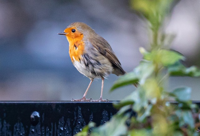 Buy Bird Seed Online: Tips for Safe &amp; Quality Storage