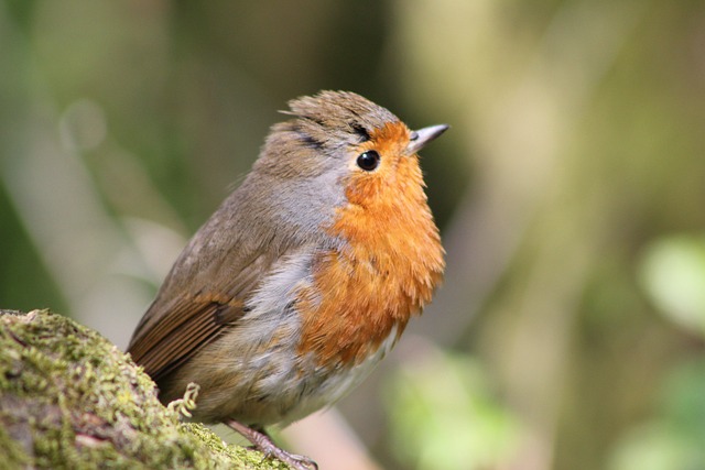 Feeding Robins in UK: Natural Foods & DIY Garden Tips