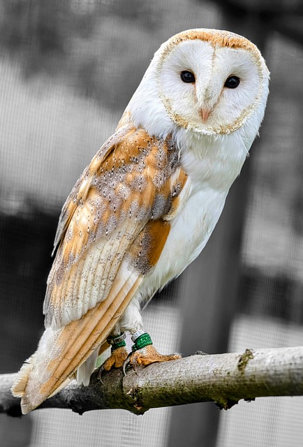 Mealworms for Birds UK: Cut Costs, Nurture Nature's Friends!
