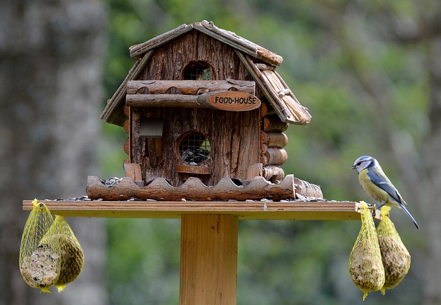 Discover UK's Best Bird Food Subscription Boxes
