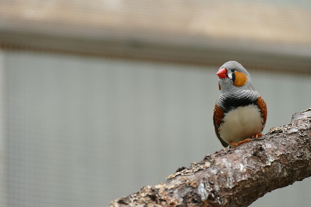 Unlocking Wildlife Feeding: Bulk Suet Pellets UK Guide
