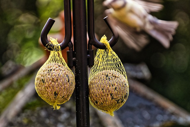 Attract Birds with 25kg Sunflower Hearts for Sale UK