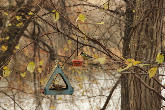 Unleash Energy: Best Suet Pellets for Robins and Tits