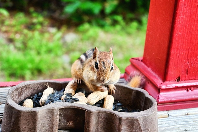 Safely Source &amp; Offer Peanuts for Birds Online