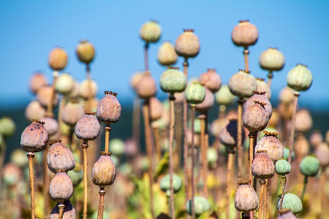 Sunflower Hearts: Nourishing Tiny Garden Birds Naturally