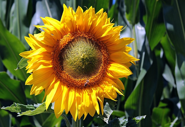 Find Top Sunflower Hearts Bulk Buy Deals in UK