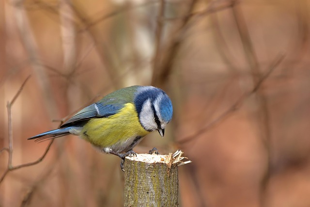 Unleash Savings: Best Price Bird Food Guide for Healthier Feasts