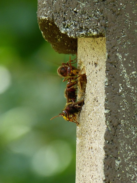 Durable Bird Boxes UK: Choosing, Installing, and Maintaining