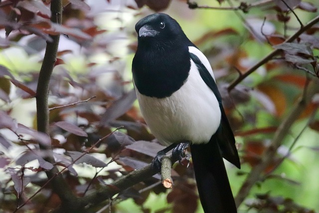 Attract Britain's Desired Birds: Nurture Avian Haven
