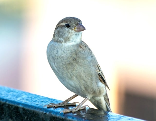 Discovering Great Britain's Rich Avian Diversity and Conservation