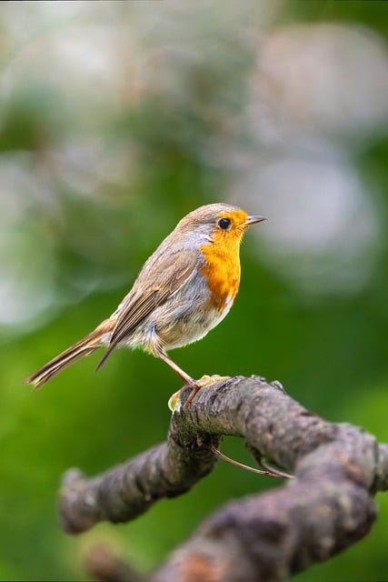 Unveiling Robin Lifespan and Survival Secrets in the UK