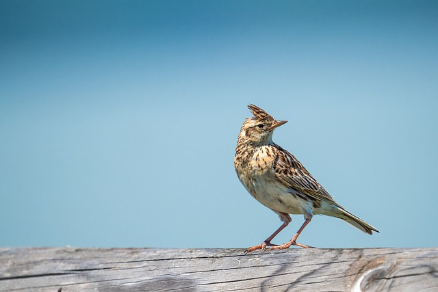 Feed Birds Grain-Free: Top Sources &amp; Diet Tips