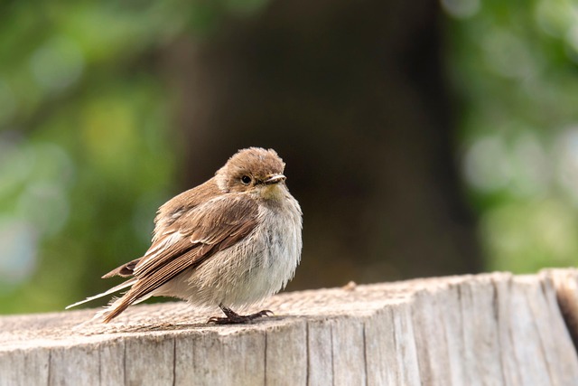 Nourish Birds Naturally: Wheat-Free Seed Solutions Revealed