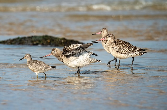 Nurture Garden Birds: Optimal Feeding &amp; Habitat Secrets