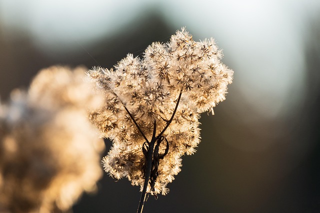 Winter Bird Nutrition: Seasonal Feeding Guide for Health