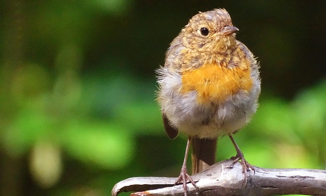 Feeding Garden Birds: Choosing and Introducing Mealworms