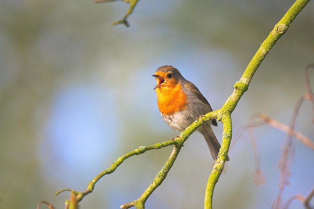 Natural Robin Diet UK: Feeding Birds Year-Round