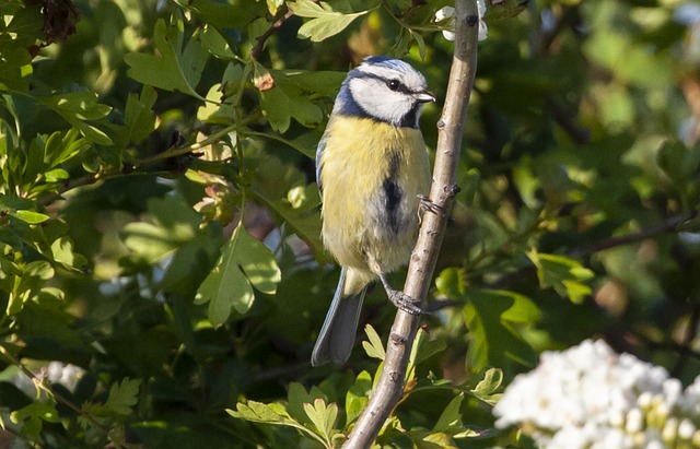 Discover Top UK Hanging Bird Tables for Your Garden