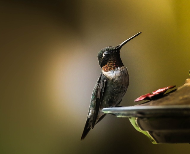 Transform Your Window: Joyful Birds, Thriving Urban Ecosystems (UK)