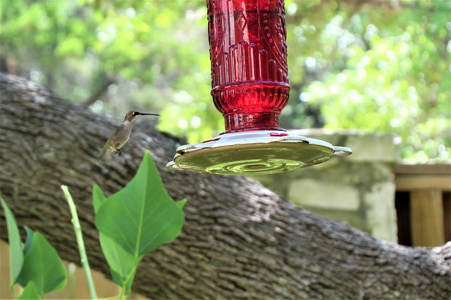 Safeguard Bird Feed: Avoid Sprouting with Non-Germinating Seeds