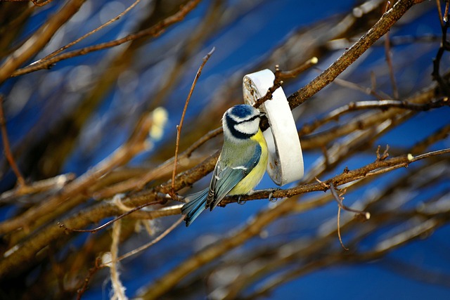 Attract Garden Birds: Top UK Seeds & Fruits for Natural Feasting