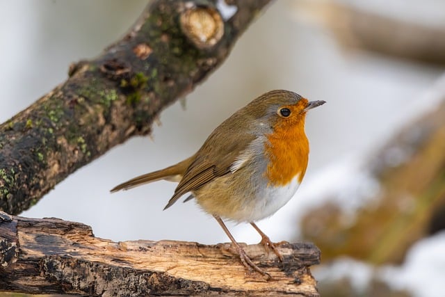 Unveiling Robins' Diet: Garden Treats They Love