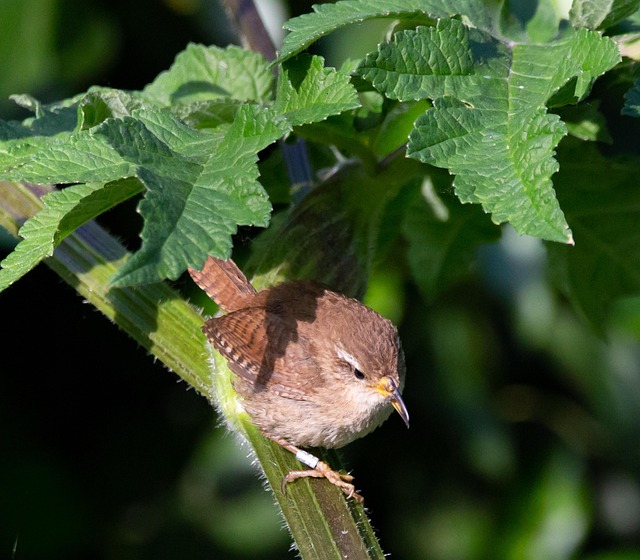 Crafting Optimal Seed Mixes for Finches and Tits' Health