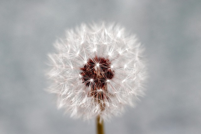 Bird Seed Delivered: Bulk Buy Fat Balls, Save Money Now!