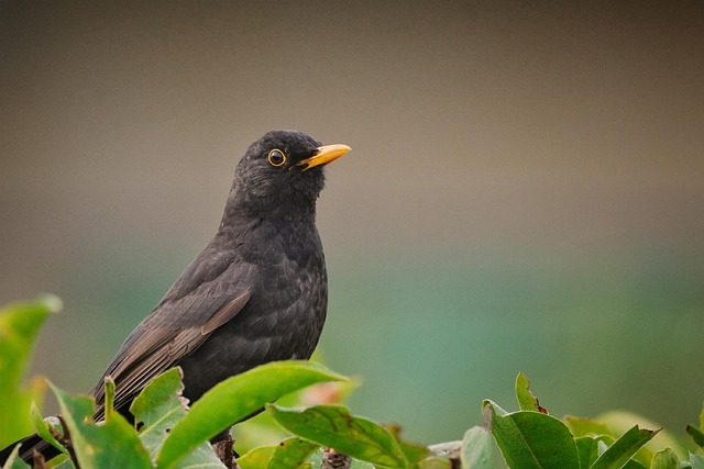 Mealworms for Birds: Online Buying Guide &amp; Diet Tips