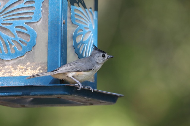 Long-Lasting Bird Seed: Don't Let It Germinate