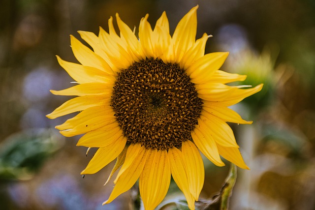 Attract Birds with Bulk Sunflower Hearts: UK Cheap Suppliers