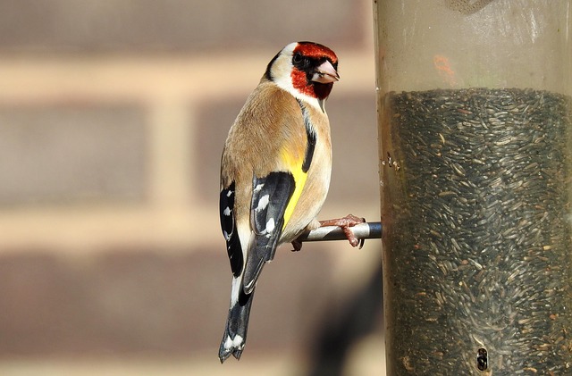 Unveiling Common Garden Birds: Guide to Habitat &amp; Attraction