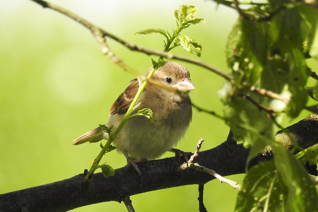 Sunflower Hearts: Nourishing Garden Birds Naturally