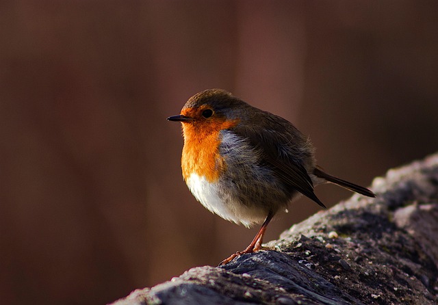Attract Diverse Birds of Great Britain: A Comprehensive Guide