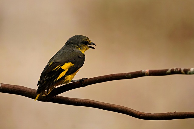 Discovering Great Britain's Avian Diversity: Your Field Guide