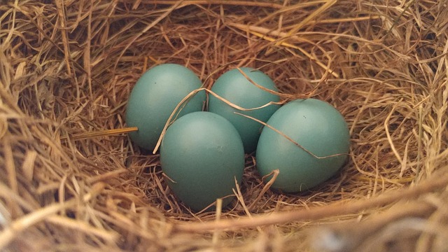 When Birds Quit Nesting: UK Cycles and Post-Nesting Care