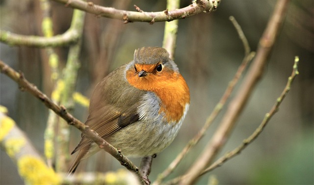 Genetics, Environment, Diet: Unraveling Robin Lifespan in UK