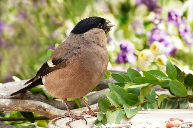 Bulk Buy Wild Bird Food UK: A Comprehensive Guide