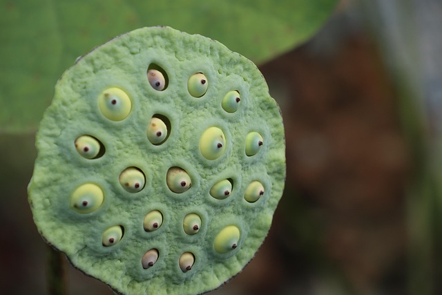Discover Popular Bird Seeds for Diverse Species in Your Garden