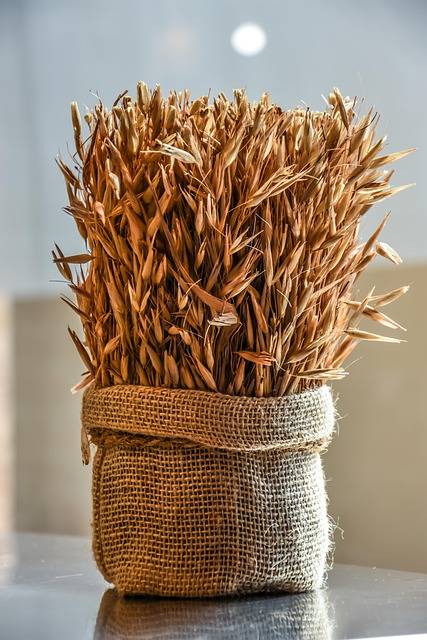 Feeding Birds: Wheat-Free Seed Preferences and Benefits