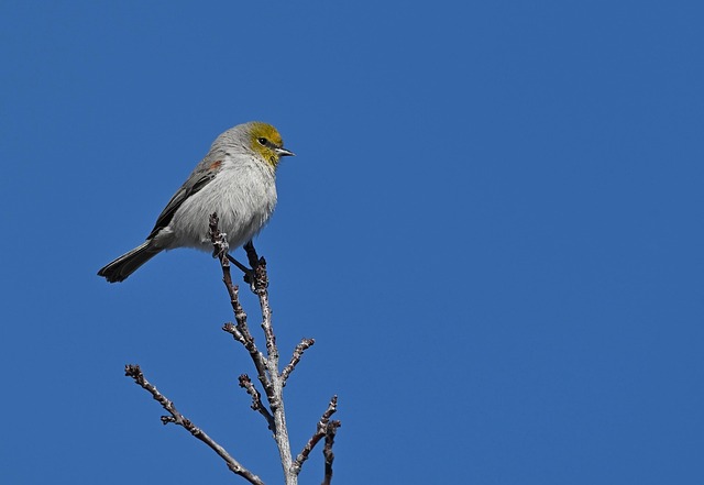 Boost Small Bird Populations with Feeder Stations