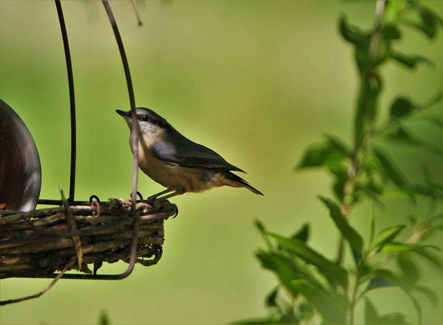 Seasonal Bird Feeding: Care for Small UK Feathered Friends