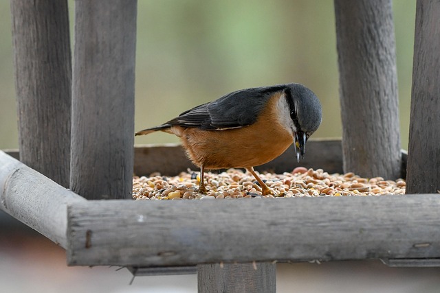 Winter Bird Feeding: Natural Solutions for Garden Birds