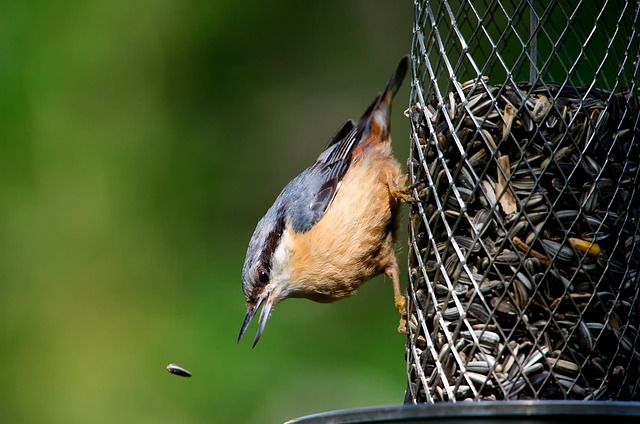 Safely Feed Birds: Diet, Practices for Optimal Health