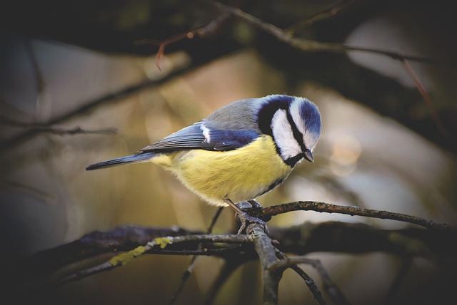 Summersong: Feed, Habitat, Attract Birds Naturally