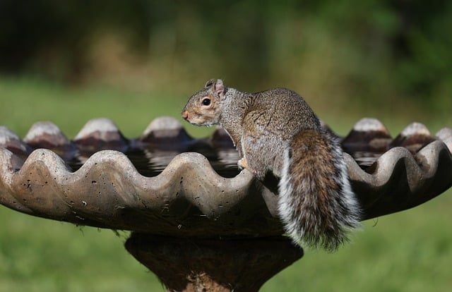 Summer Diet Guide: Fueling UK Birds Healthily & Naturally