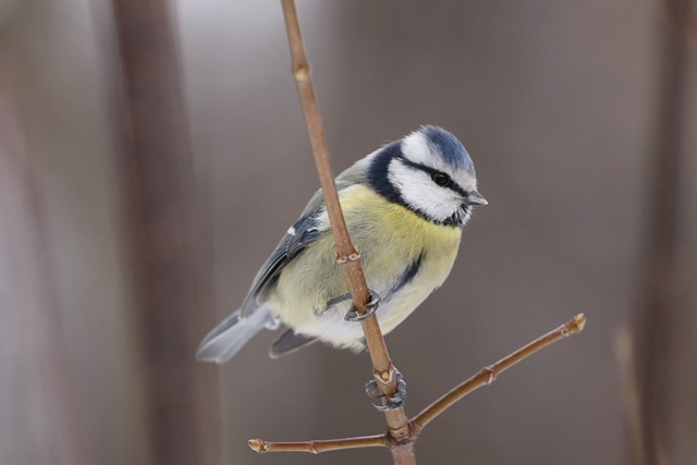 Nourish UK Garden Birds: High-Energy Feeds for Optimal Health