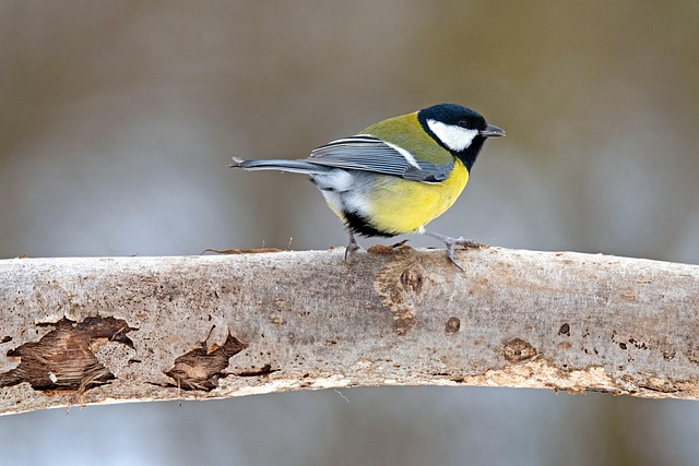 Protect Birds with Secure Caged Ground Feeders